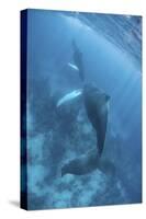 A Humpback Whale and Her Calf in the Caribbean Sea-Stocktrek Images-Stretched Canvas