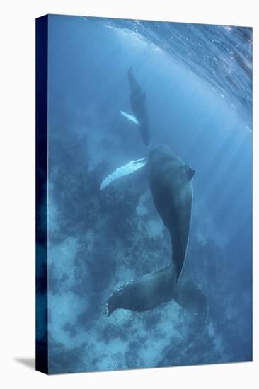 A Humpback Whale and Her Calf in the Caribbean Sea-Stocktrek Images-Stretched Canvas