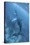 A Humpback Whale and Her Calf in the Caribbean Sea-Stocktrek Images-Stretched Canvas