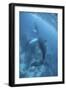 A Humpback Whale and Her Calf in the Caribbean Sea-Stocktrek Images-Framed Photographic Print