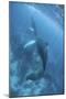 A Humpback Whale and Her Calf in the Caribbean Sea-Stocktrek Images-Mounted Photographic Print