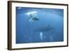 A Humpback Whale and Her Calf in the Caribbean Sea-Stocktrek Images-Framed Photographic Print