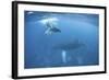 A Humpback Whale and Her Calf in the Caribbean Sea-Stocktrek Images-Framed Photographic Print