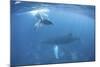 A Humpback Whale and Her Calf in the Caribbean Sea-Stocktrek Images-Mounted Photographic Print