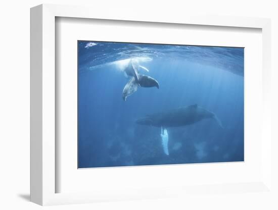 A Humpback Whale and Her Calf in the Caribbean Sea-Stocktrek Images-Framed Photographic Print