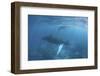 A Humpback Whale and Her Calf in the Caribbean Sea-Stocktrek Images-Framed Photographic Print