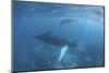 A Humpback Whale and Her Calf in the Caribbean Sea-Stocktrek Images-Mounted Photographic Print