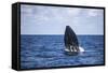 A Humpback Whale Begins to Breach Out of the Atlantic Ocean-Stocktrek Images-Framed Stretched Canvas