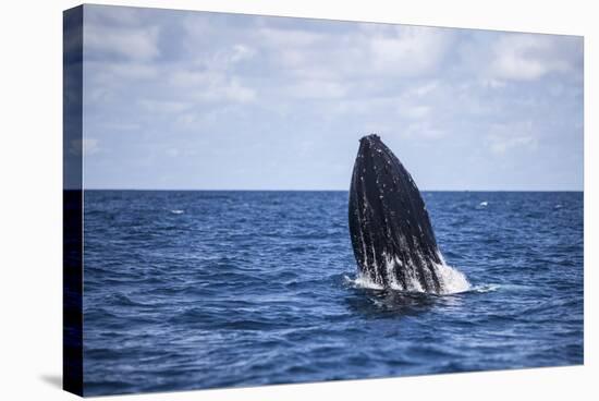 A Humpback Whale Begins to Breach Out of the Atlantic Ocean-Stocktrek Images-Stretched Canvas