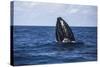 A Humpback Whale Begins to Breach Out of the Atlantic Ocean-Stocktrek Images-Stretched Canvas