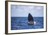 A Humpback Whale Begins to Breach Out of the Atlantic Ocean-Stocktrek Images-Framed Photographic Print