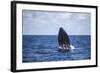 A Humpback Whale Begins to Breach Out of the Atlantic Ocean-Stocktrek Images-Framed Photographic Print