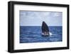 A Humpback Whale Begins to Breach Out of the Atlantic Ocean-Stocktrek Images-Framed Photographic Print
