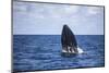 A Humpback Whale Begins to Breach Out of the Atlantic Ocean-Stocktrek Images-Mounted Photographic Print