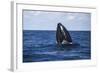 A Humpback Whale Begins to Breach Out of the Atlantic Ocean-Stocktrek Images-Framed Photographic Print