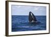 A Humpback Whale Begins to Breach Out of the Atlantic Ocean-Stocktrek Images-Framed Photographic Print