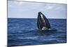 A Humpback Whale Begins to Breach Out of the Atlantic Ocean-Stocktrek Images-Mounted Photographic Print