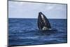 A Humpback Whale Begins to Breach Out of the Atlantic Ocean-Stocktrek Images-Mounted Photographic Print