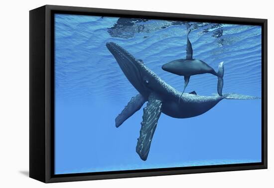 A Humpback Whale Calf Swims around its Mother in the Ocean-null-Framed Stretched Canvas