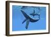 A Humpback Whale Calf Swims around its Mother in the Ocean-null-Framed Premium Giclee Print