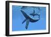 A Humpback Whale Calf Swims around its Mother in the Ocean-null-Framed Premium Giclee Print