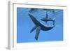 A Humpback Whale Calf Swims around its Mother in the Ocean-null-Framed Premium Giclee Print