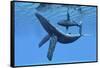 A Humpback Whale Calf Swims around its Mother in the Ocean-null-Framed Stretched Canvas