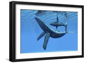 A Humpback Whale Calf Swims around its Mother in the Ocean-null-Framed Art Print