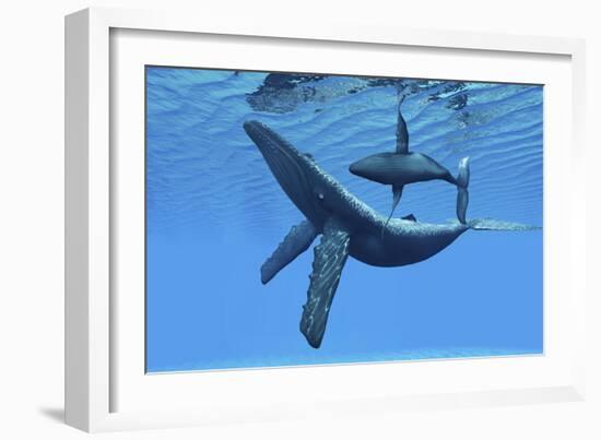 A Humpback Whale Calf Swims around its Mother in the Ocean-null-Framed Art Print