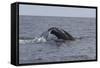 A Humpback Whale Dives in the Caribbean Sea-Stocktrek Images-Framed Stretched Canvas