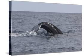 A Humpback Whale Dives in the Caribbean Sea-Stocktrek Images-Stretched Canvas