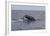 A Humpback Whale Dives in the Caribbean Sea-Stocktrek Images-Framed Photographic Print