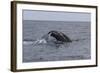 A Humpback Whale Dives in the Caribbean Sea-Stocktrek Images-Framed Photographic Print
