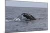 A Humpback Whale Dives in the Caribbean Sea-Stocktrek Images-Mounted Photographic Print