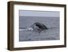 A Humpback Whale Dives in the Caribbean Sea-Stocktrek Images-Framed Photographic Print