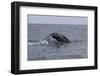 A Humpback Whale Dives in the Caribbean Sea-Stocktrek Images-Framed Photographic Print