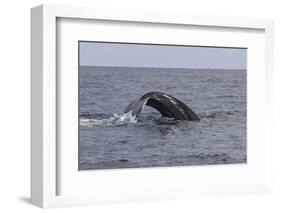 A Humpback Whale Dives in the Caribbean Sea-Stocktrek Images-Framed Photographic Print