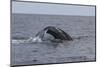 A Humpback Whale Dives in the Caribbean Sea-Stocktrek Images-Mounted Photographic Print