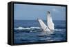 A humpback whale floats on the Silver Bank, Dominican Republic-James White-Framed Stretched Canvas