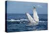 A humpback whale floats on the Silver Bank, Dominican Republic-James White-Stretched Canvas