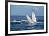 A humpback whale floats on the Silver Bank, Dominican Republic-James White-Framed Photographic Print