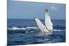 A humpback whale floats on the Silver Bank, Dominican Republic-James White-Mounted Photographic Print