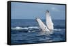 A humpback whale floats on the Silver Bank, Dominican Republic-James White-Framed Stretched Canvas