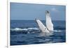 A humpback whale floats on the Silver Bank, Dominican Republic-James White-Framed Photographic Print