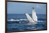 A humpback whale floats on the Silver Bank, Dominican Republic-James White-Framed Photographic Print