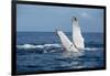 A humpback whale floats on the Silver Bank, Dominican Republic-James White-Framed Photographic Print