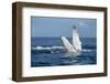 A humpback whale floats on the Silver Bank, Dominican Republic-James White-Framed Photographic Print