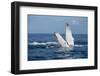 A humpback whale floats on the Silver Bank, Dominican Republic-James White-Framed Photographic Print