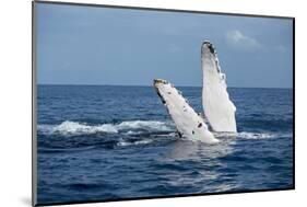 A humpback whale floats on the Silver Bank, Dominican Republic-James White-Mounted Photographic Print