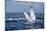A humpback whale floats on the Silver Bank, Dominican Republic-James White-Mounted Photographic Print